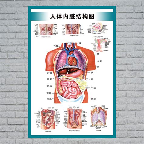 身體部位圖|人體內臟解剖圖最全整理，教你零基礎學好內科學！